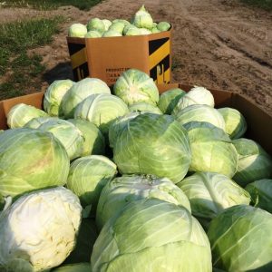 Partnering with local farms helps produce sustainable food