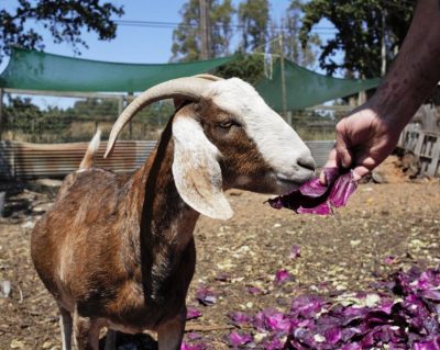 Feeding locals goats with sustainable food