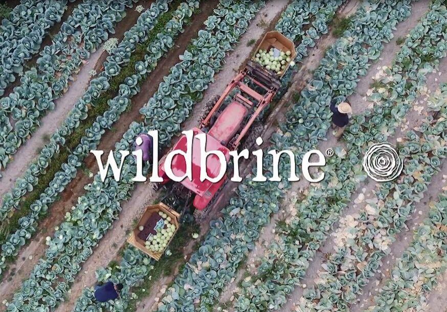 screen shot from wildbrine video